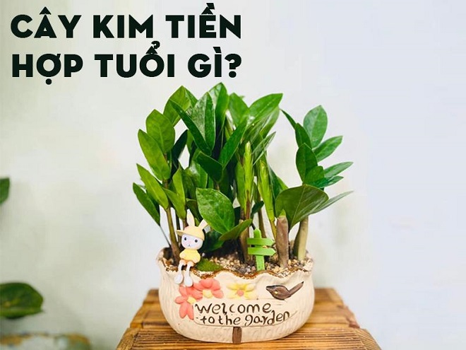 cay-kim-tien-3
