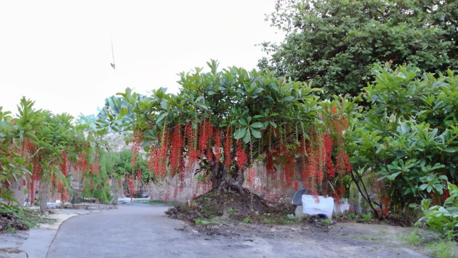 cay-loc-vung-tam-da