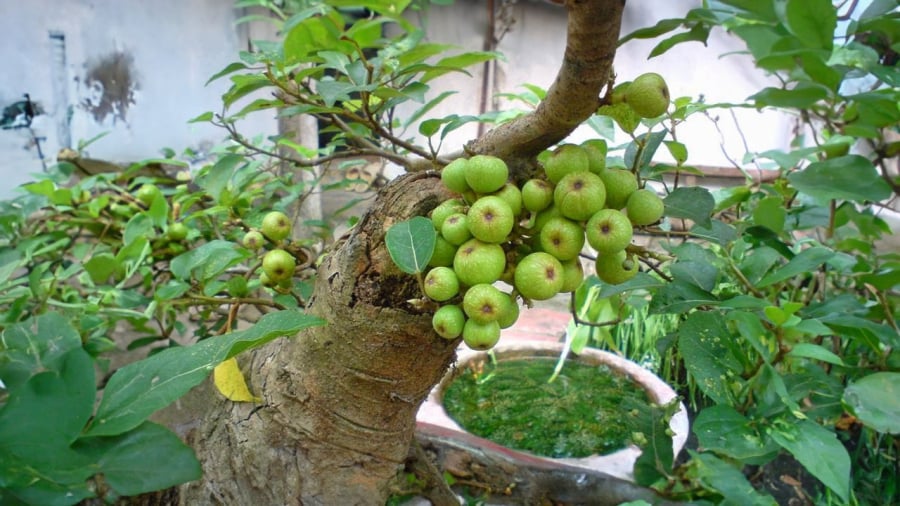 cay-sung-tam-da