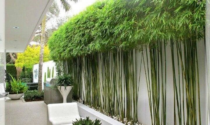 cay-truc-canh-23275143