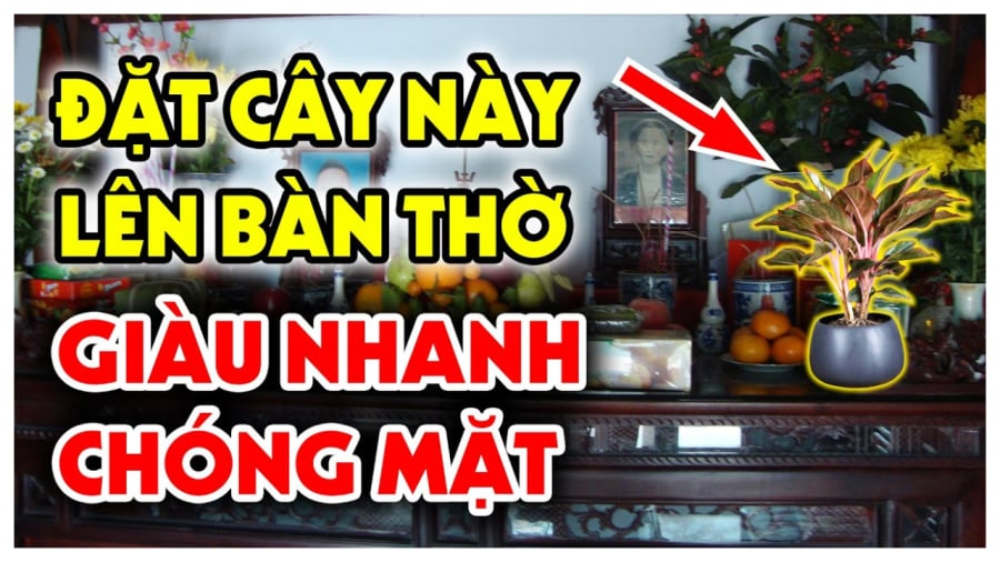 dat cay nay len ban tho giau co