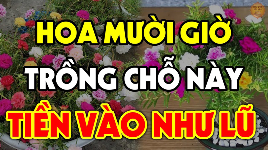 muoi-gio7