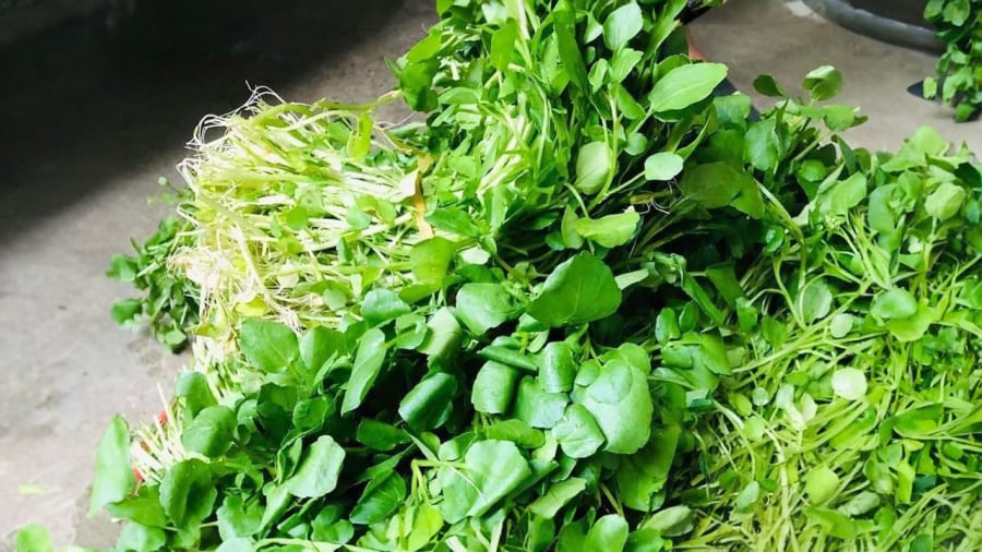 rau-cai-xoong-ung-thu