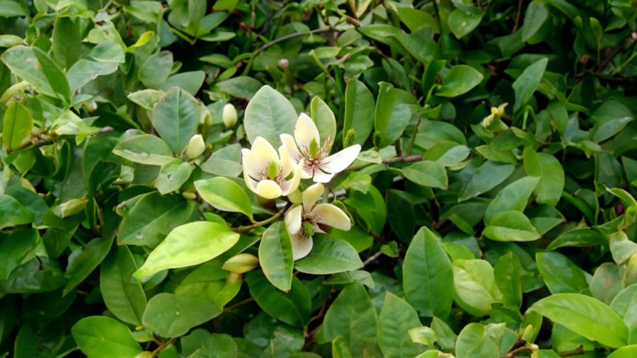 hoa-lan-tieu