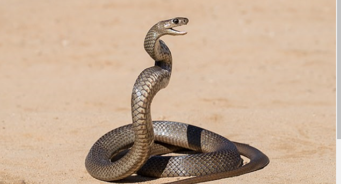 con-ran
