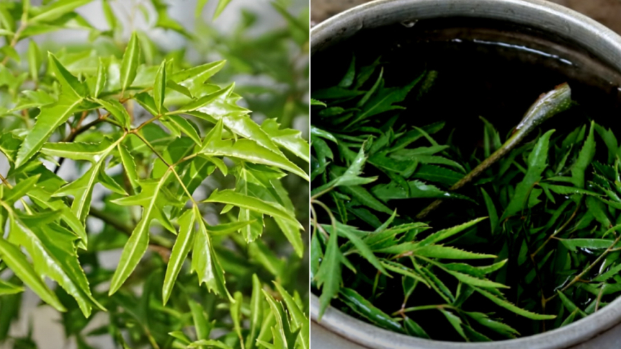 la-dinh-lang-01