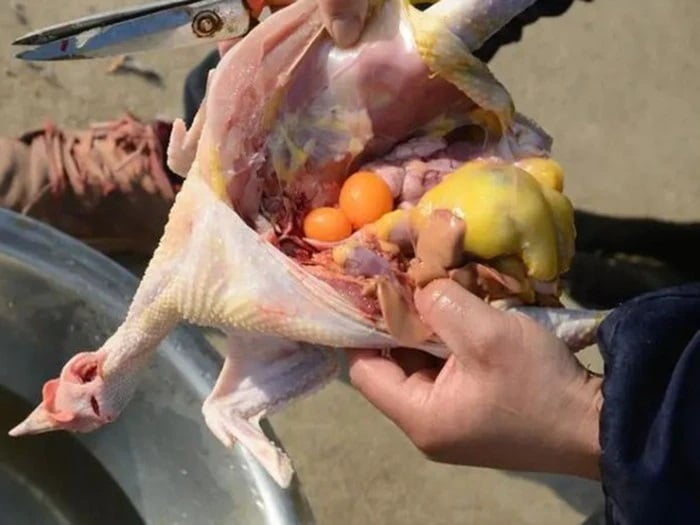 Chỉ có gà nuôi tự nhiên bằng các loại hạt mới sinh ra phần mỡ dày