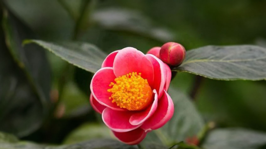 hoa-hai-duong