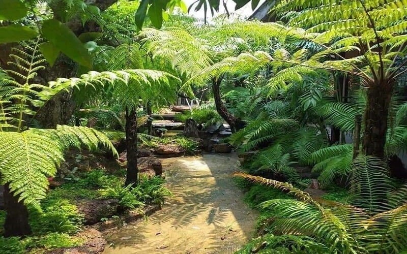 cay-coi5
