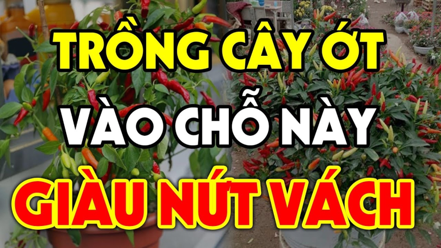 trong-cay-ot