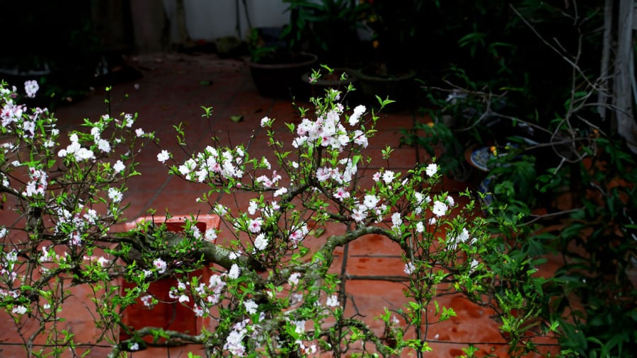 trong-nhat-chi-mai-phong-thuy