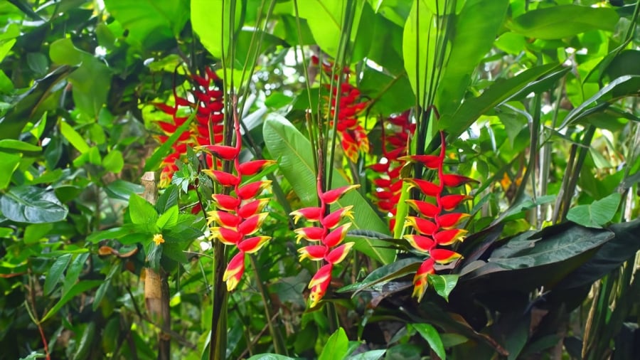cay-chuoi-phao