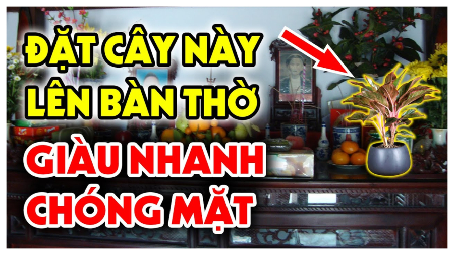 cung ram dung chi dat hoa cuc hoa ly dat 3 loai cay nay giau chong mat