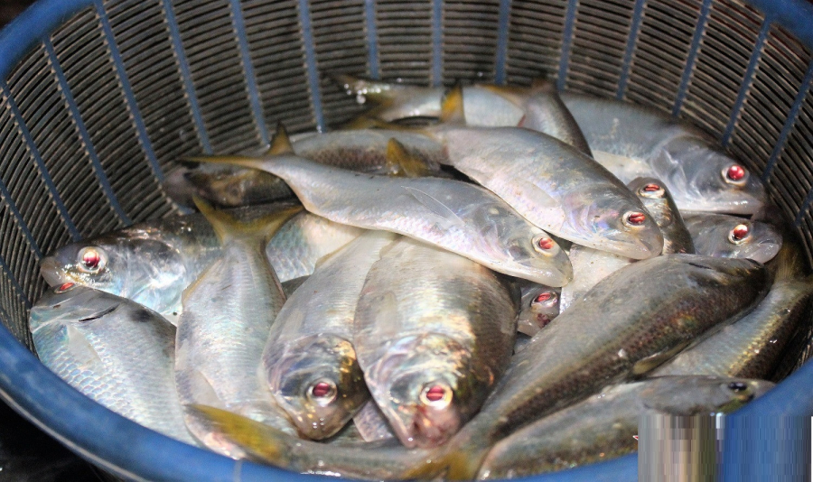 ca-moi-tu-nhien