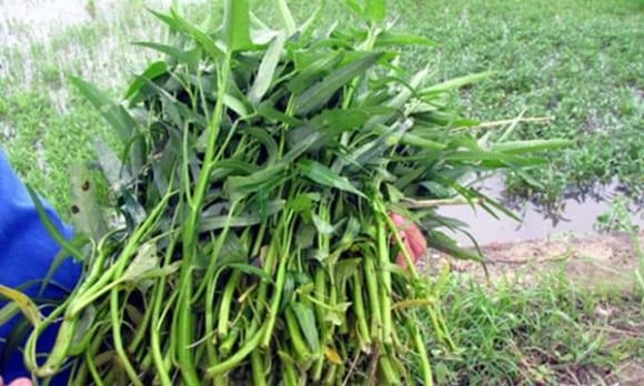 chon-rau-muong