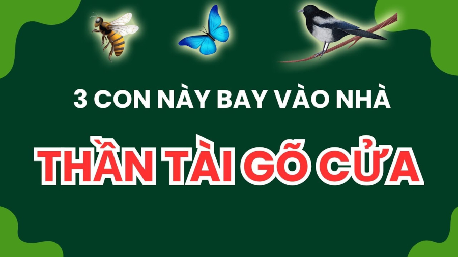 3 con nay toi nha than tai go cua