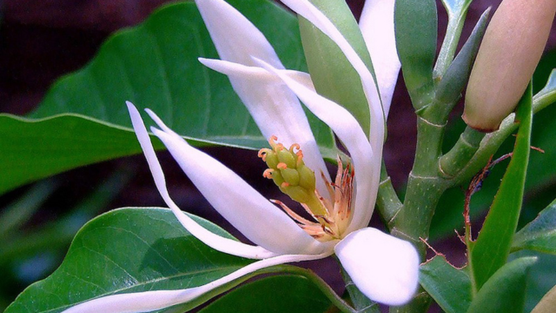 ngoc-lan