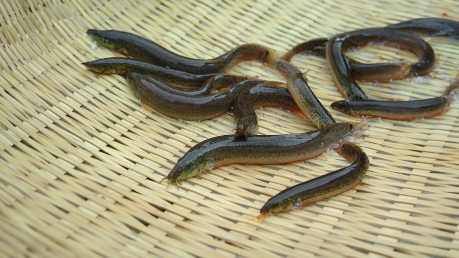 ca-chach-sam-nuoc-bo-than