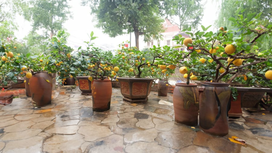 cay-chanh-canh-trong-vi-tri-nao