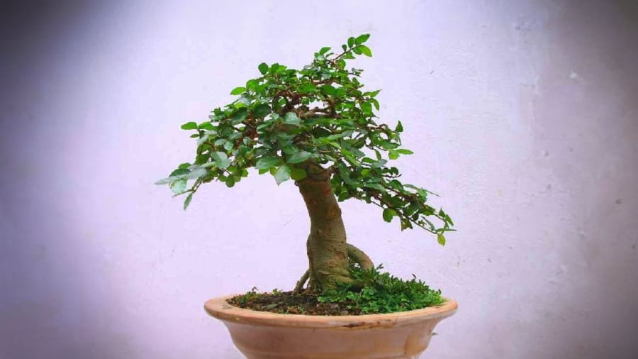 cay-duoi-bonsai