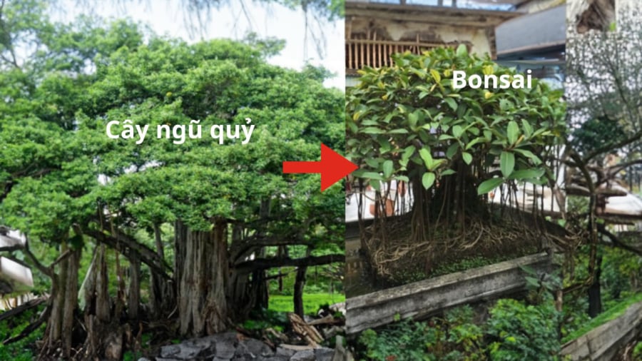 cay-si