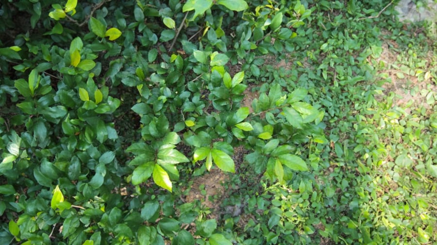 la-cay-duoi
