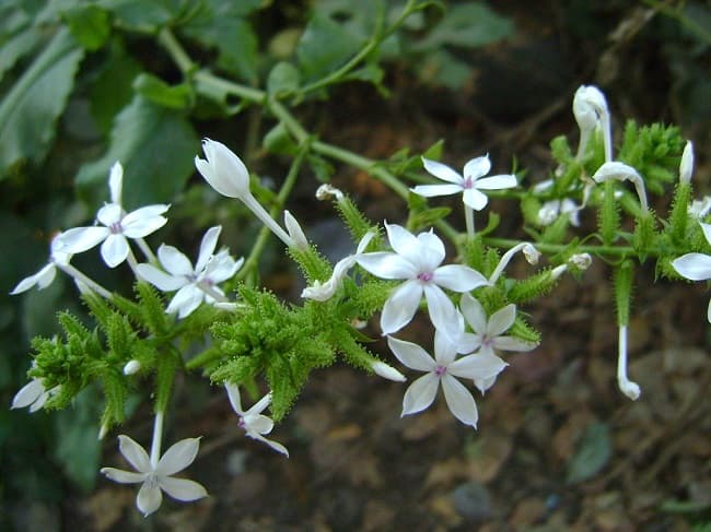 bach-hoa-xa
