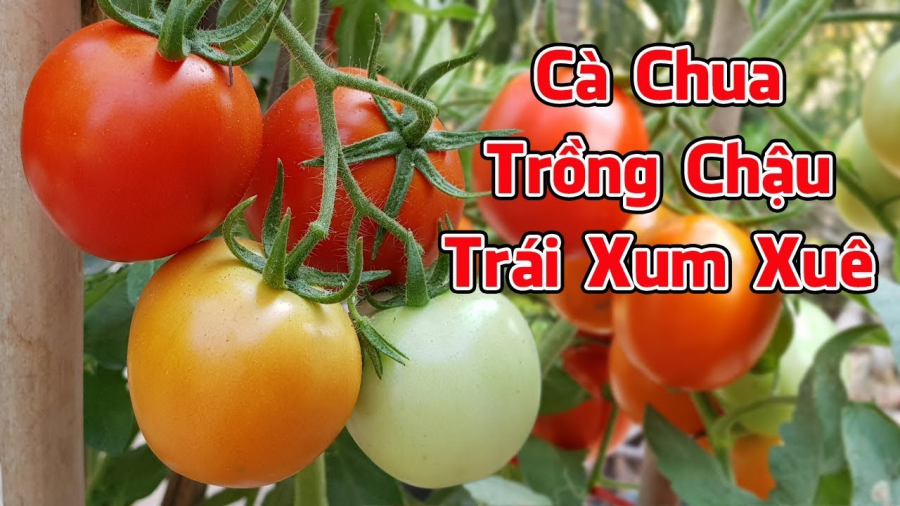 ca-chua