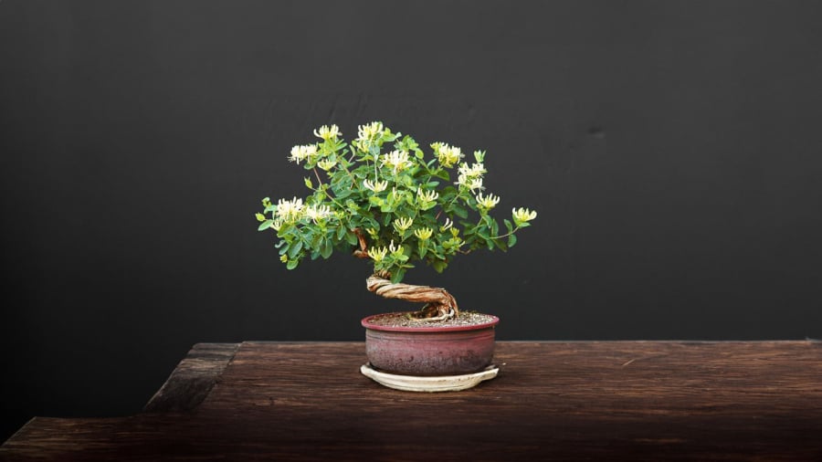 cay-kim-ngan-hoa-bonsai