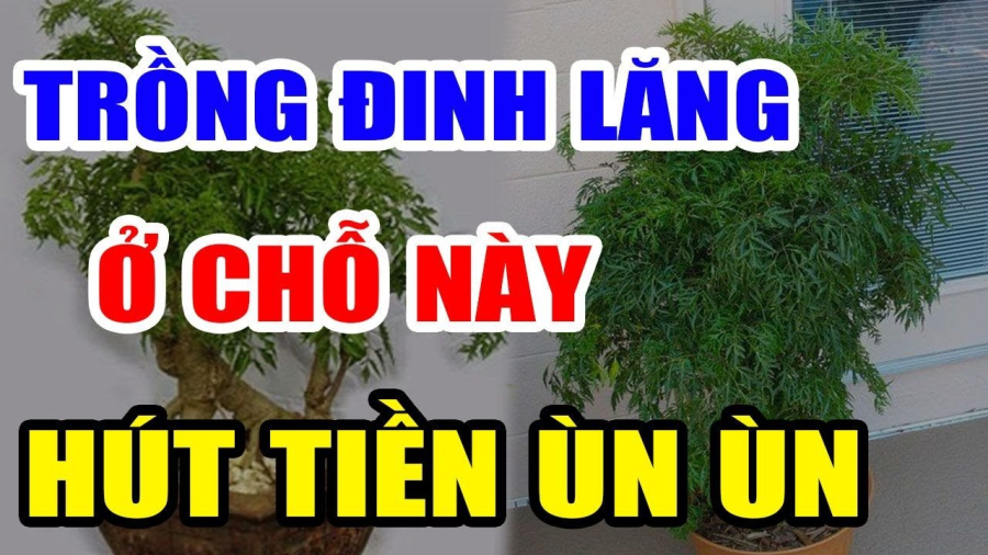dinh-lang1
