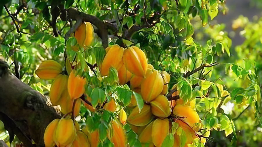 cay-khe-canh-phong - thuy