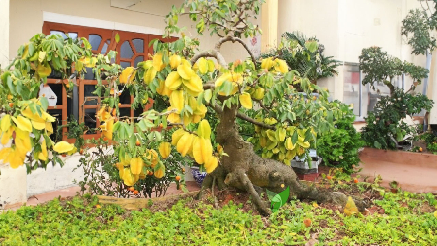 cay-khe-trong-sao-cho-dung-phong-thuy