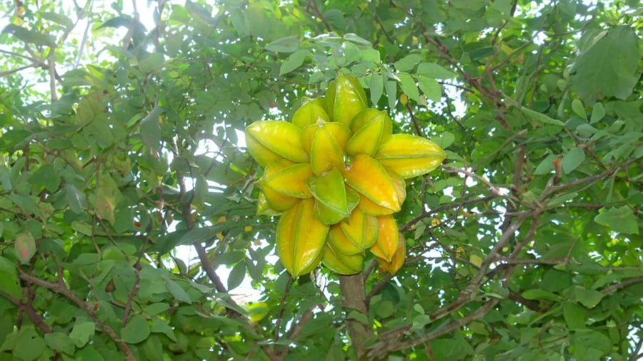 dai-ky-nho-khi-trong-cay-khe