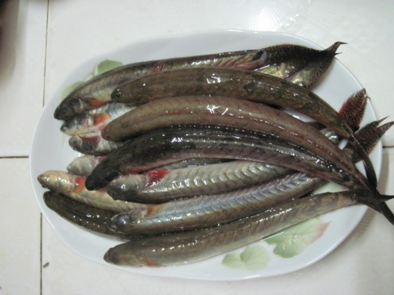 ca-keo