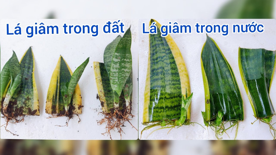 trong-cay-luoi-ho-tu-la-1