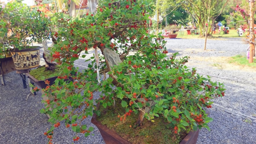 CAY-DAU-BONSAI
