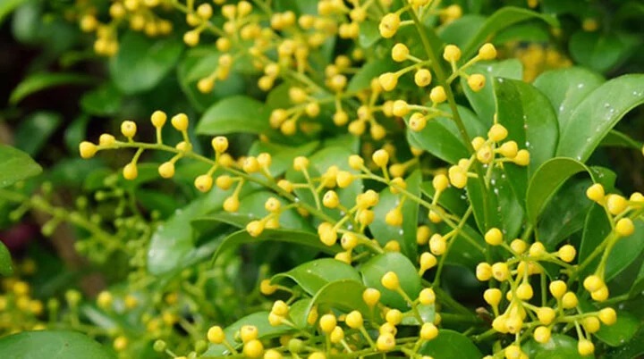 cay-ngau