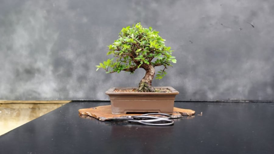 bonsai