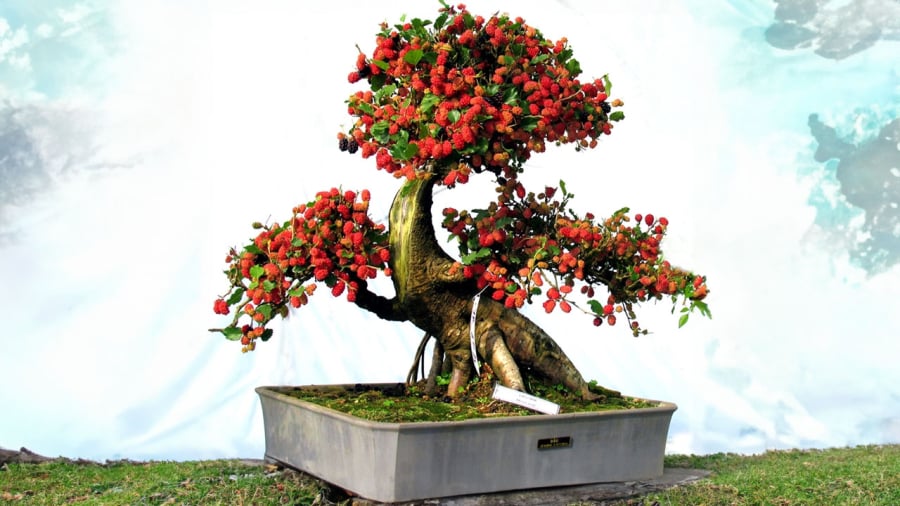 bonsai-cay-dau
