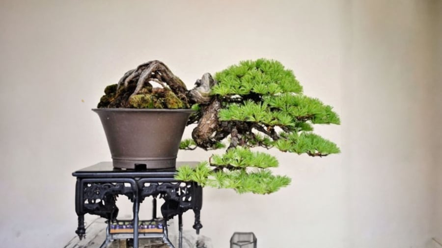 bonsai-long-chau-ho-phung