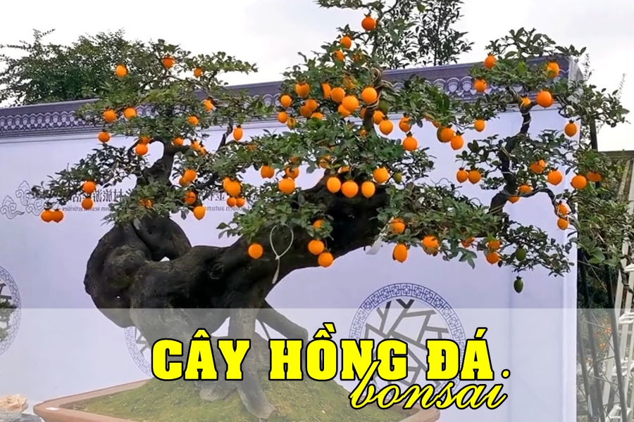 cay-canh-bau-vat-gia-truyen-1