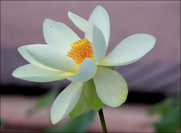 tuoi-trung-nien