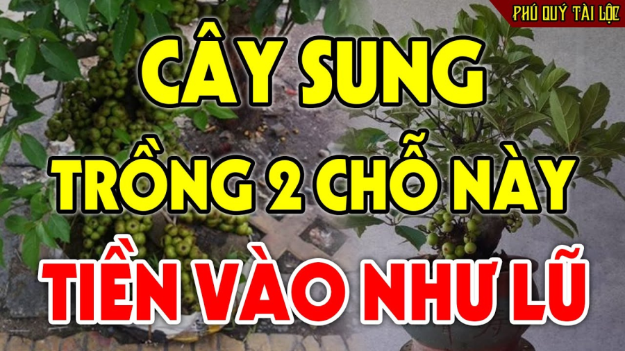 cay-sung7