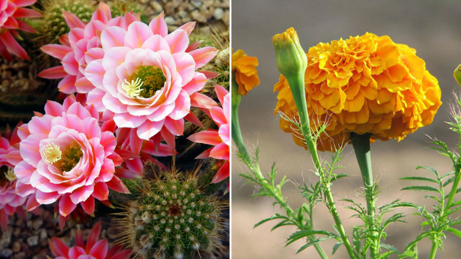 hoa-khong-bay-trong-nha-02