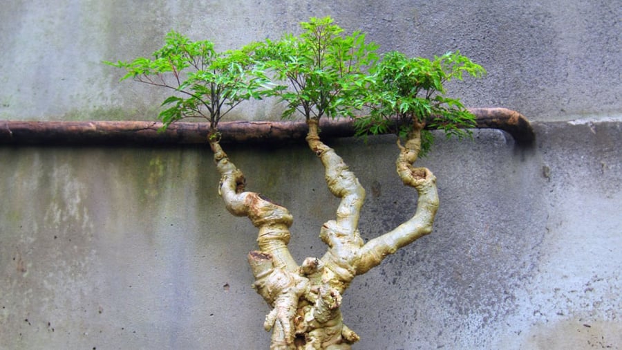 vi-tri-trong-dinh-lang-trong-nha