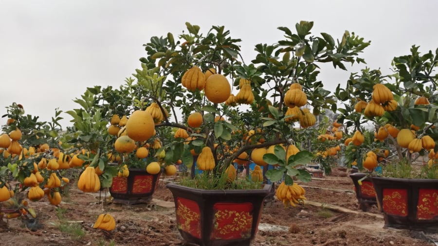 buoi-ghep-phat-thu-choi-tet