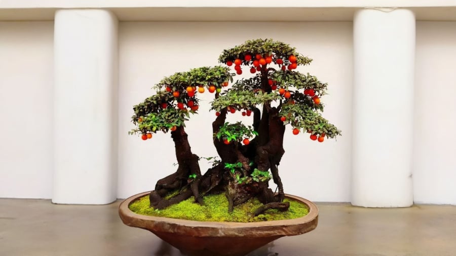 cay-bonsai-hong-da