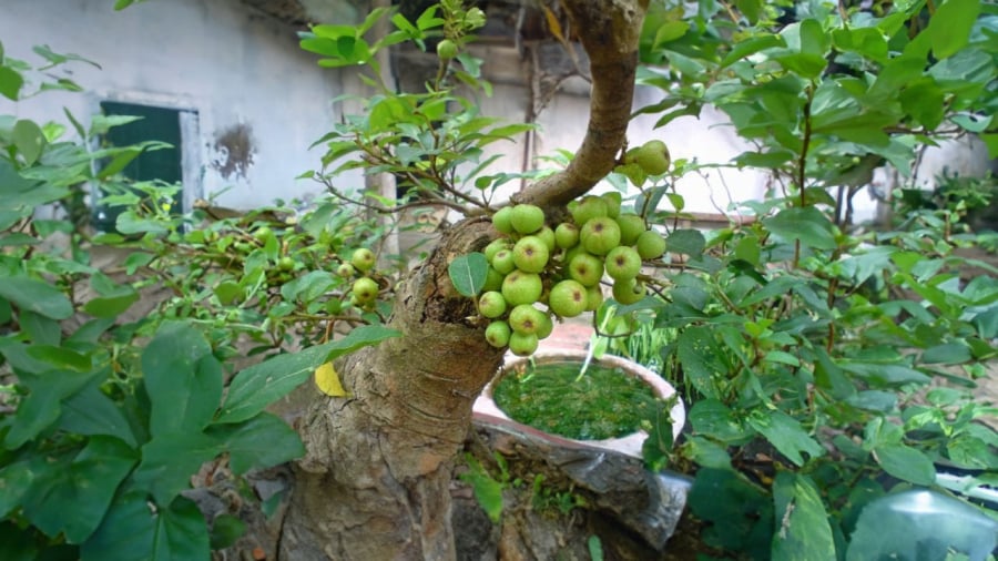 cay-sung-tam-da