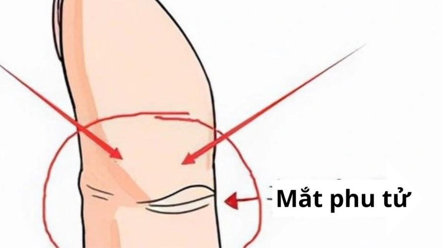 mat-phu-tu