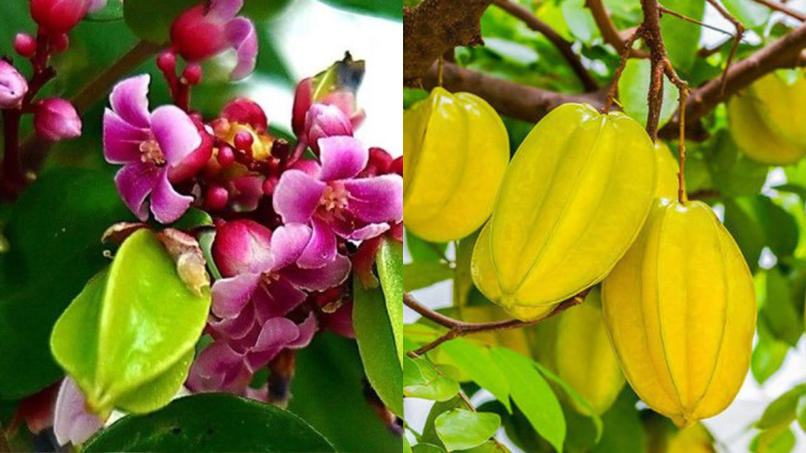 cay-khe-phong-thuy